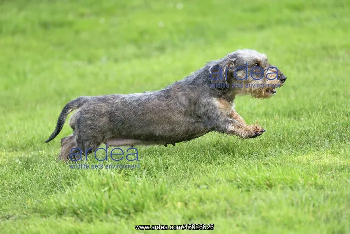  : Dog Wire Haired Dachshund running