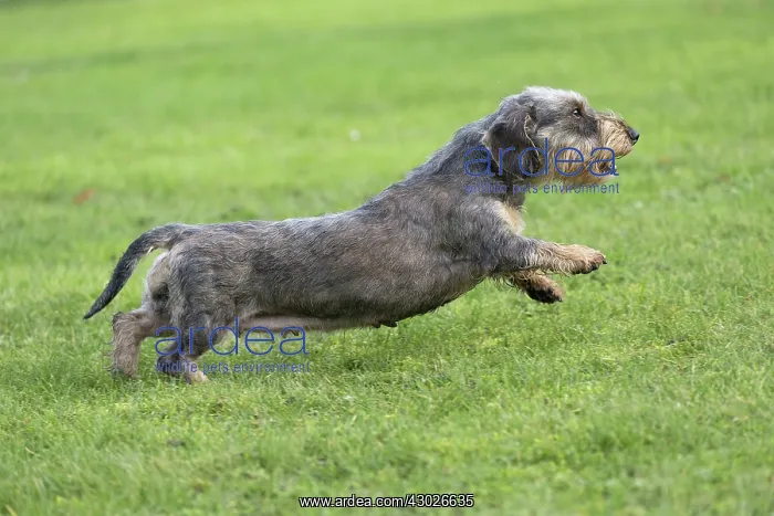  : Dog Wire Haired Dachshund running