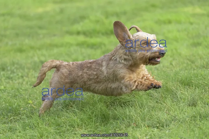  : Dog Wire Haired Dachshund running