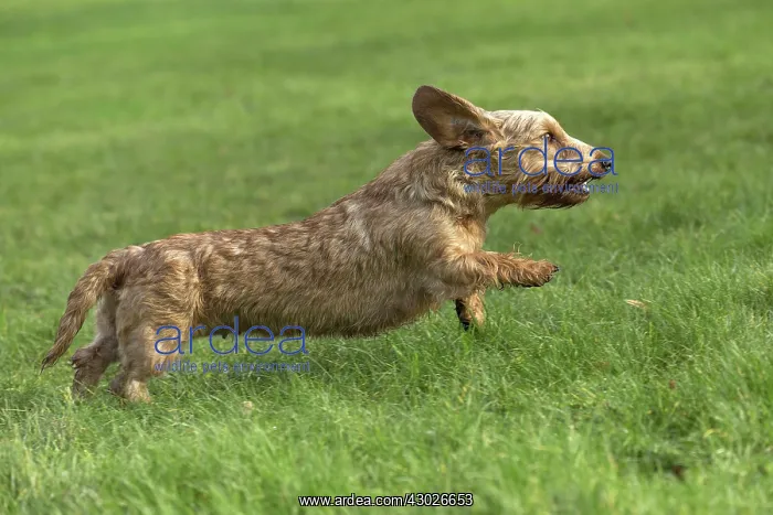  : Dog Wire Haired Dachshund running
