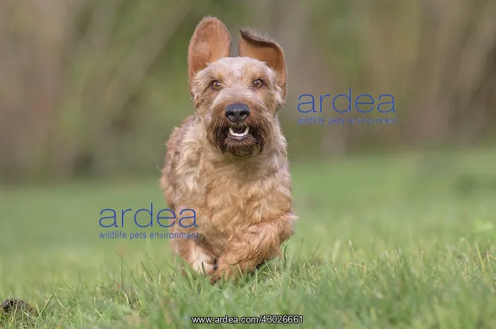  : Dog Wire Haired Dachshund running