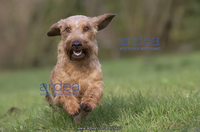  : Dog Wire Haired Dachshund running