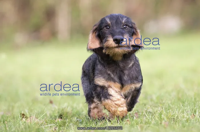 : Dog Wire Haired Dachshund running