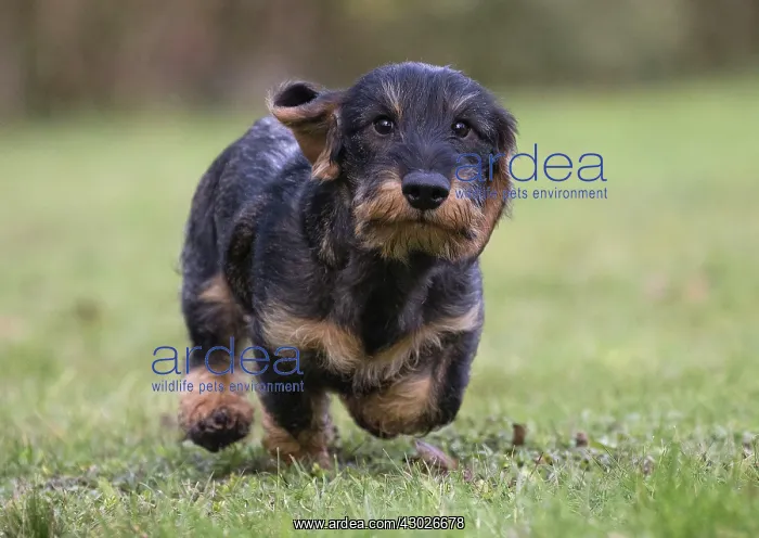 : Dog Wire Haired Dachshund running