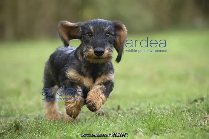  : Dog Wire Haired Dachshund running