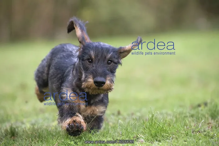  : Dog Wire Haired Dachshund running