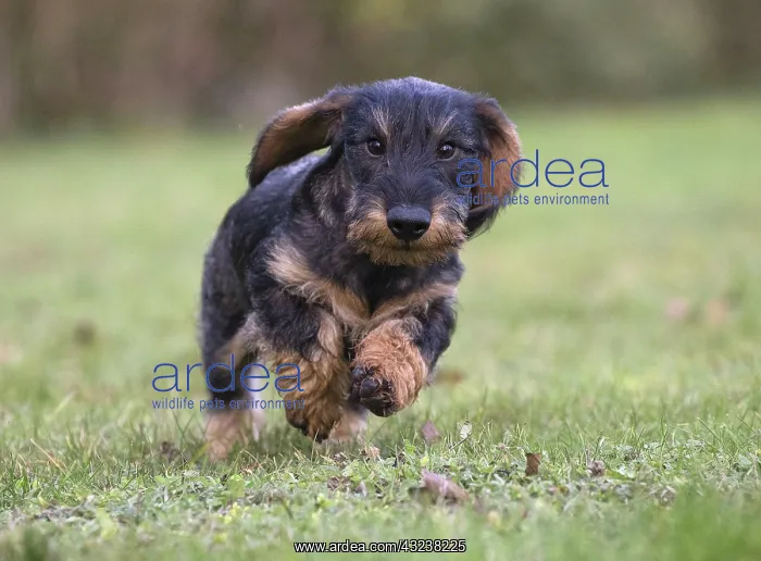  : Dog Wire Haired Dachshund running