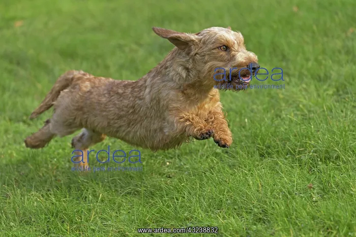  : Dog Wire Haired Dachshund running