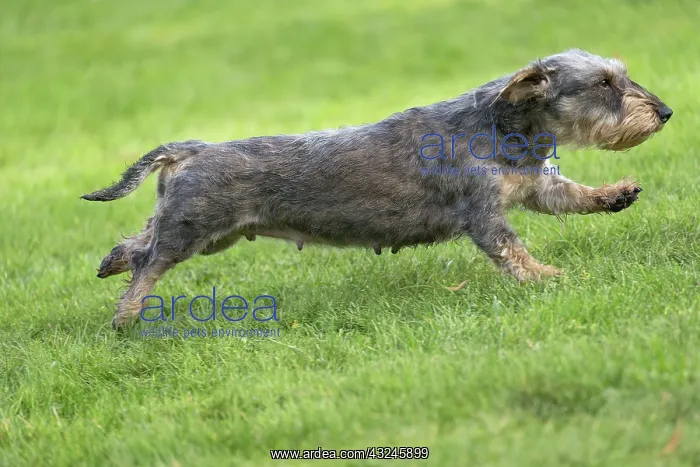  : Dog Wire Haired Dachshund running