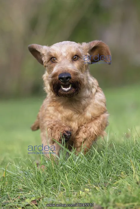  : Dog Wire Haired Dachshund running