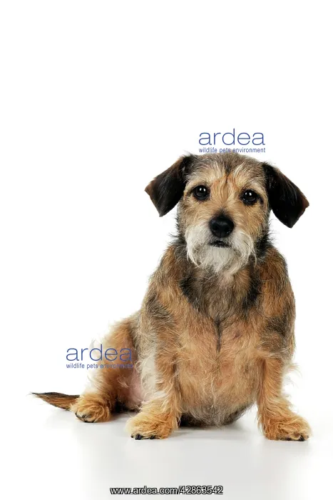 : DOG - Wire haired dachshund x long haired chihuahua : DOG - Wire haired dachshund x long haired chihuahua