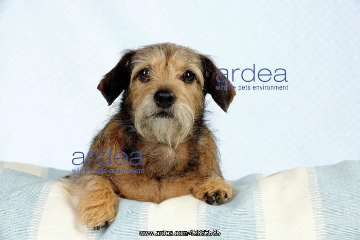  : DOG - Wire haired dachshund x long haired chihuahua