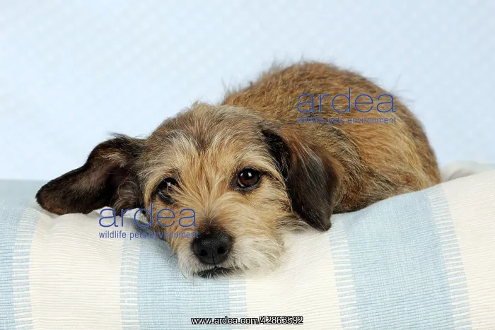  : DOG - Wire haired dachshund x long haired chihuahua