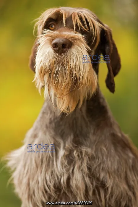 : DOG - Wire-haired Pointing Griffon / Korthals Griffon : DOG - Wire-haired Pointing Griffon / Korthals Griffon