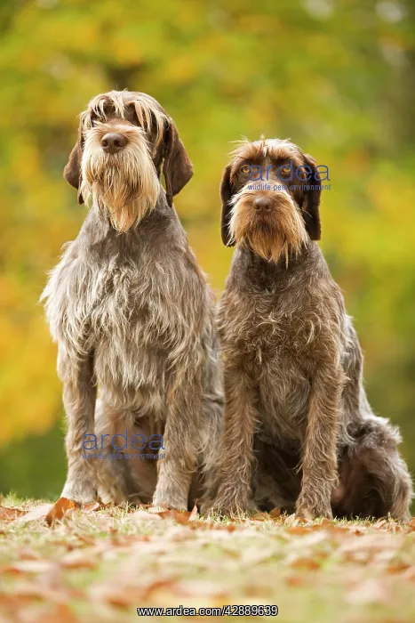 : DOG - Wire-haired Pointing Griffon / Korthals Griffon : DOG - Wire-haired Pointing Griffon / Korthals Griffon