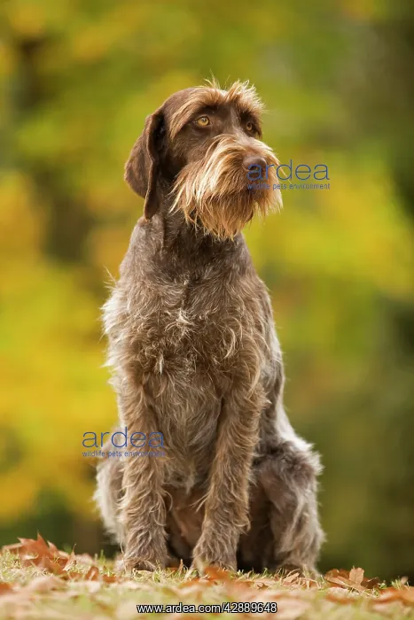 : DOG - Wire-haired Pointing Griffon / Korthals Griffon : DOG - Wire-haired Pointing Griffon / Korthals Griffon