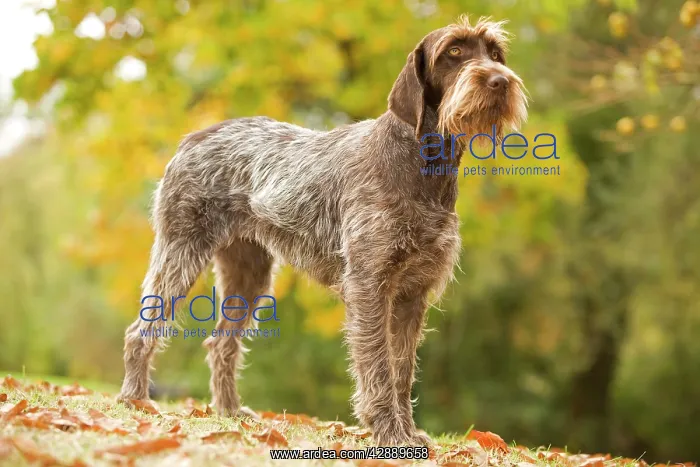 : DOG - Wire-haired Pointing Griffon / Korthals Griffon : DOG - Wire-haired Pointing Griffon / Korthals Griffon