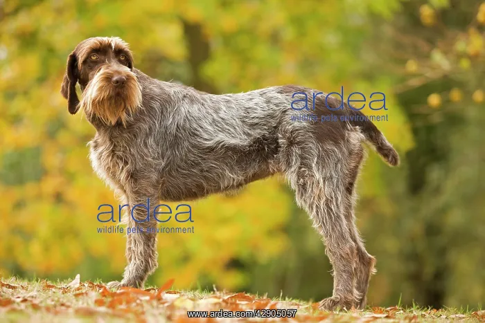 : DOG - Wire-haired Pointing Griffon / Korthals Griffon : DOG - Wire-haired Pointing Griffon / Korthals Griffon