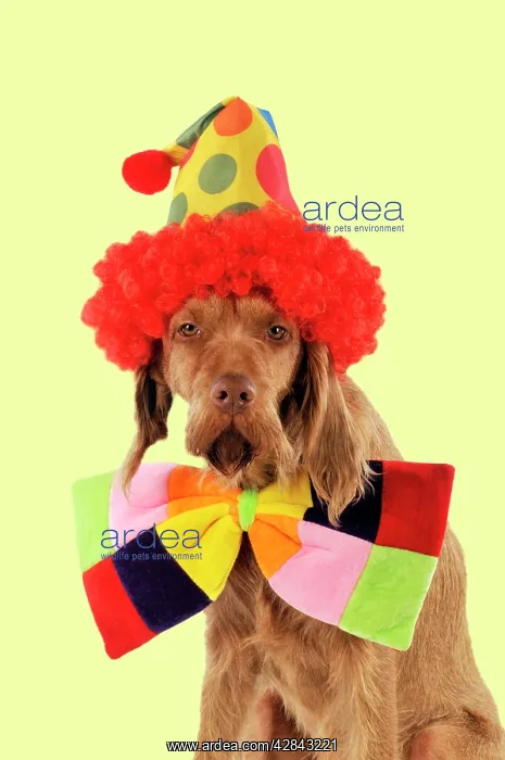 : DOG - Wire-haired vizsla wearing clown hat and bow tie : DOG - Wire-haired vizsla wearing clown hat and bow tie