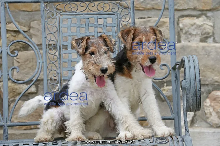 : Dog - Wire-haired / Wirehaired Fox Terrier : Dog - Wire-haired / Wirehaired Fox Terrier