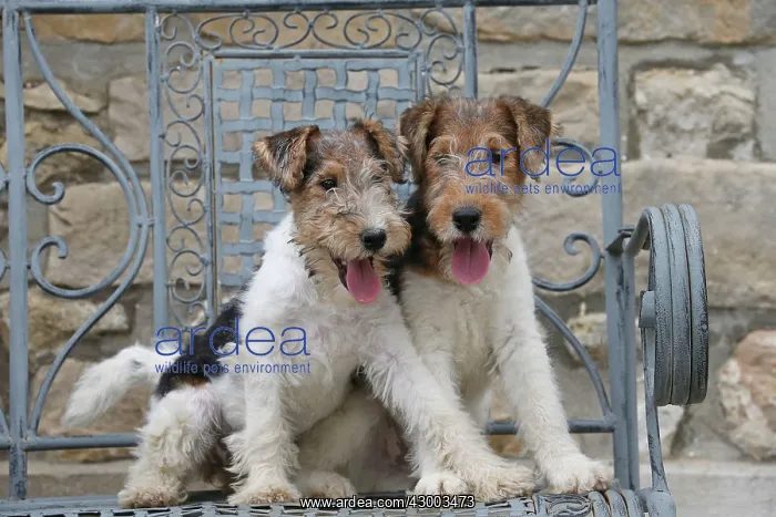 : Dog - Wire-haired / Wirehaired Fox Terrier : Dog - Wire-haired / Wirehaired Fox Terrier