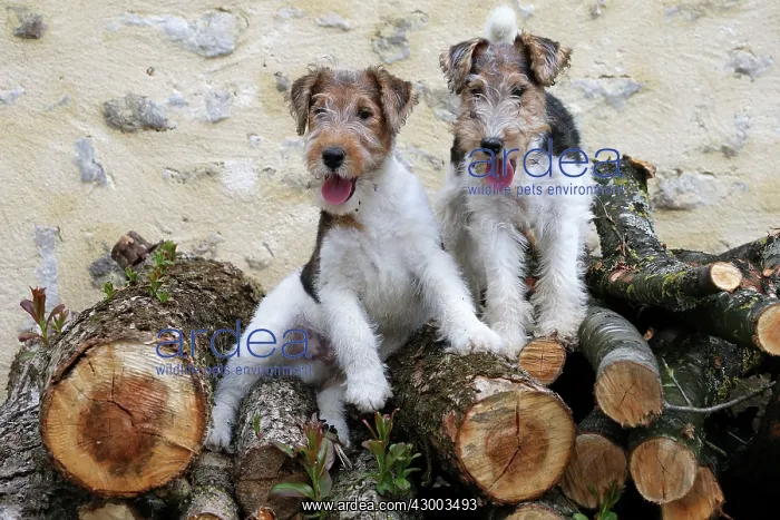 : Dog - Wire-haired / Wirehaired Fox Terrier : Dog - Wire-haired / Wirehaired Fox Terrier