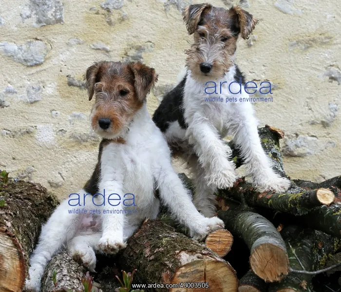 : Dog - Wire-haired / Wirehaired Fox Terrier : Dog - Wire-haired / Wirehaired Fox Terrier