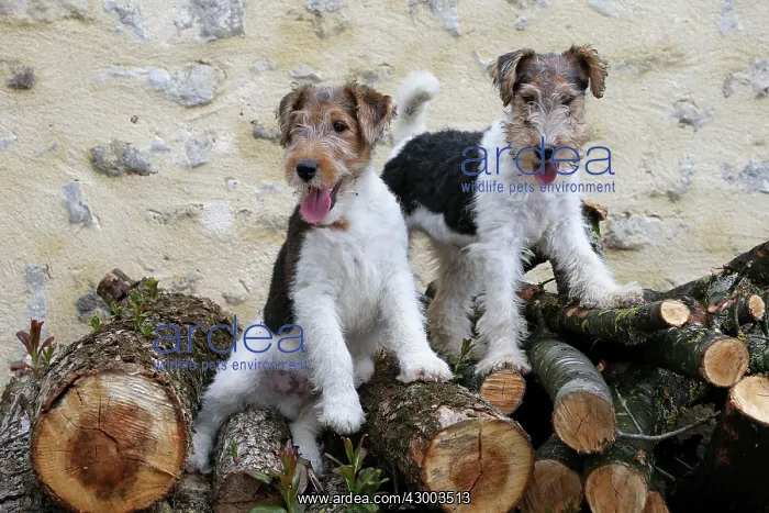 : Dog - Wire-haired / Wirehaired Fox Terrier : Dog - Wire-haired / Wirehaired Fox Terrier