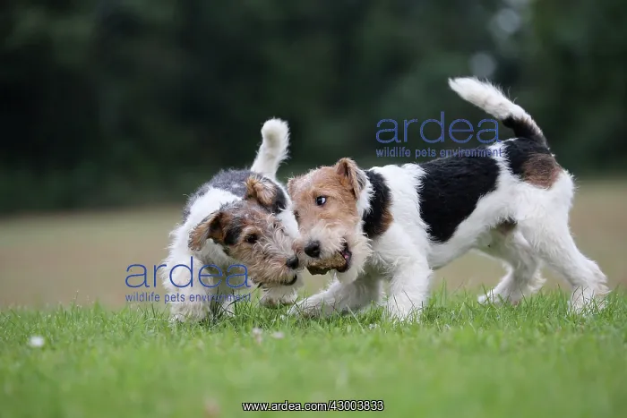 : Dog - Wire-haired / Wirehaired Fox Terrier : Dog - Wire-haired / Wirehaired Fox Terrier