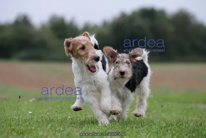: Dog - Wire-haired / Wirehaired Fox Terrier : Dog - Wire-haired / Wirehaired Fox Terrier