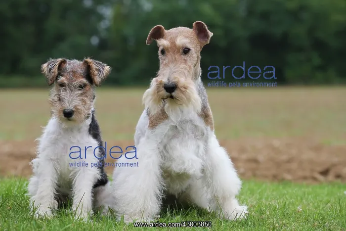 : Dog - Wire-haired / Wirehaired Fox Terrier : Dog - Wire-haired / Wirehaired Fox Terrier