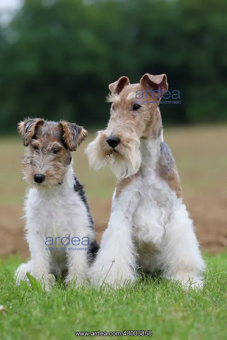 : Dog - Wire-haired / Wirehaired Fox Terrier : Dog - Wire-haired / Wirehaired Fox Terrier