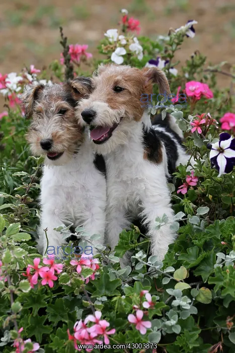 : Dog - Wire-haired / Wirehaired Fox Terrier : Dog - Wire-haired / Wirehaired Fox Terrier