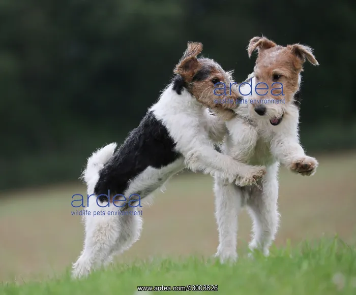 : Dog - Wire-haired / Wirehaired Fox Terrier puppies : Dog - Wire-haired / Wirehaired Fox Terrier puppies
