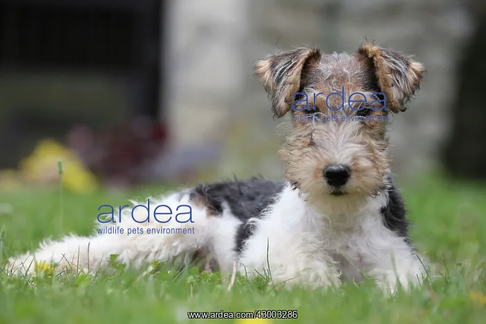 : Dog - Wire-haired / Wirehaired Fox Terrier puppy : Dog - Wire-haired / Wirehaired Fox Terrier puppy