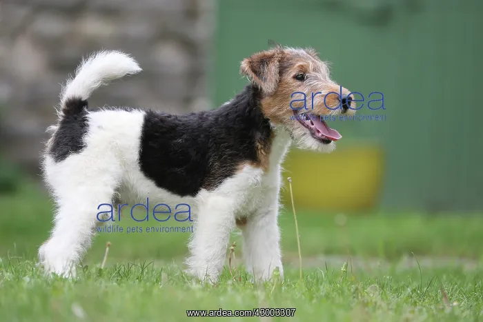 : Dog - Wire-haired / Wirehaired Fox Terrier puppy : Dog - Wire-haired / Wirehaired Fox Terrier puppy