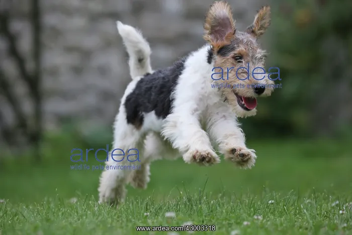 : Dog - Wire-haired / Wirehaired Fox Terrier puppy : Dog - Wire-haired / Wirehaired Fox Terrier puppy