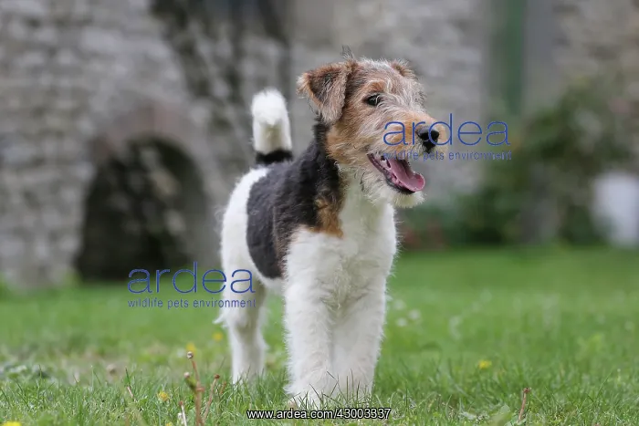 : Dog - Wire-haired / Wirehaired Fox Terrier puppy : Dog - Wire-haired / Wirehaired Fox Terrier puppy
