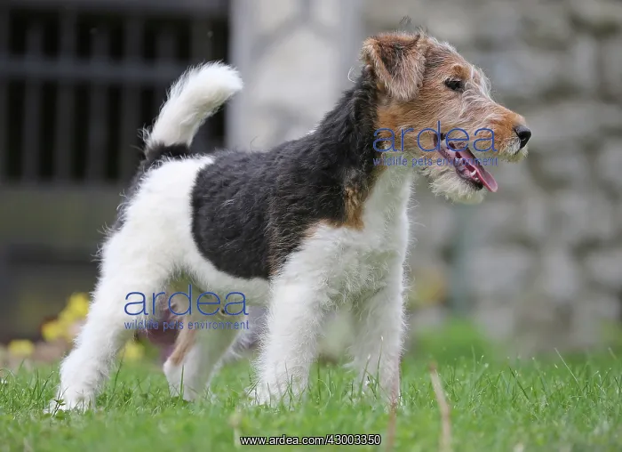 : Dog - Wire-haired / Wirehaired Fox Terrier puppy : Dog - Wire-haired / Wirehaired Fox Terrier puppy