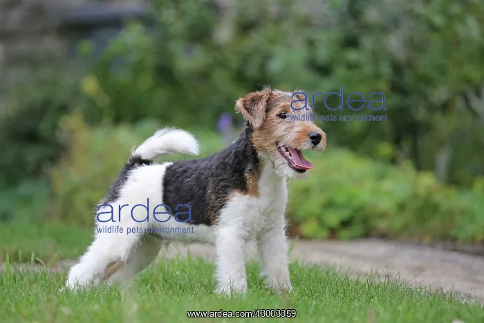 : Dog - Wire-haired / Wirehaired Fox Terrier puppy : Dog - Wire-haired / Wirehaired Fox Terrier puppy