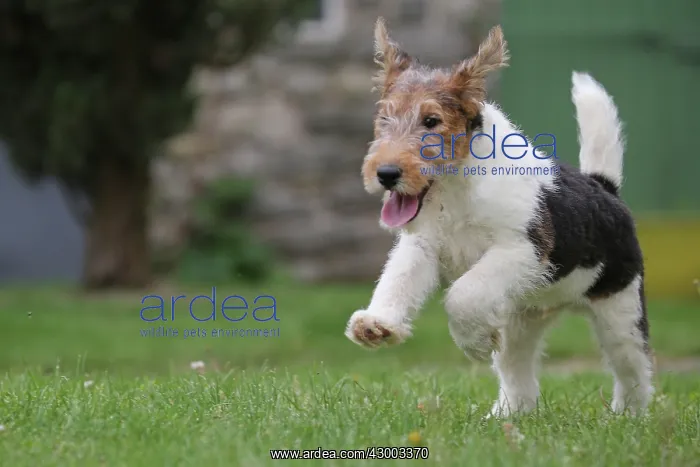 : Dog - Wire-haired / Wirehaired Fox Terrier puppy : Dog - Wire-haired / Wirehaired Fox Terrier puppy