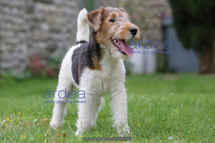 : Dog - Wire-haired / Wirehaired Fox Terrier puppy : Dog - Wire-haired / Wirehaired Fox Terrier puppy