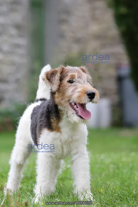 : Dog - Wire-haired / Wirehaired Fox Terrier puppy : Dog - Wire-haired / Wirehaired Fox Terrier puppy