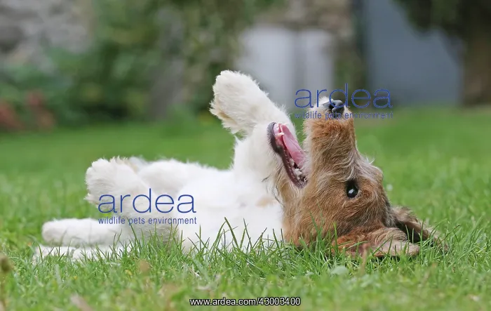 : Dog - Wire-haired / Wirehaired Fox Terrier puppy : Dog - Wire-haired / Wirehaired Fox Terrier puppy