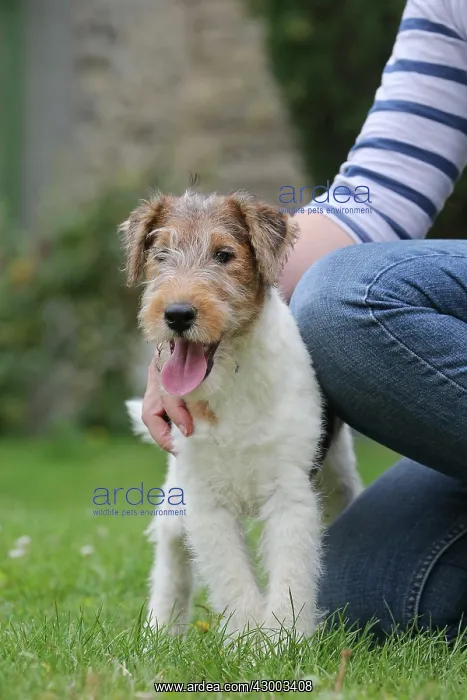 : Dog - Wire-haired / Wirehaired Fox Terrier puppy : Dog - Wire-haired / Wirehaired Fox Terrier puppy