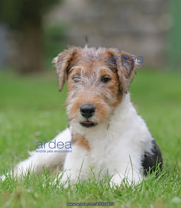 : Dog - Wire-haired / Wirehaired Fox Terrier puppy : Dog - Wire-haired / Wirehaired Fox Terrier puppy