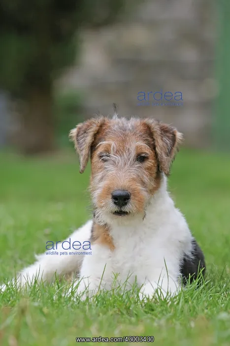 : Dog - Wire-haired / Wirehaired Fox Terrier puppy : Dog - Wire-haired / Wirehaired Fox Terrier puppy