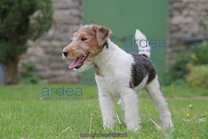 : Dog - Wire-haired / Wirehaired Fox Terrier puppy : Dog - Wire-haired / Wirehaired Fox Terrier puppy