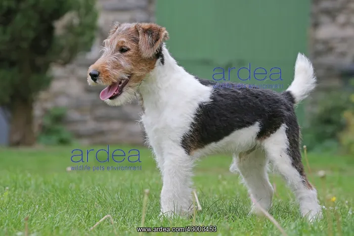 : Dog - Wire-haired / Wirehaired Fox Terrier puppy : Dog - Wire-haired / Wirehaired Fox Terrier puppy