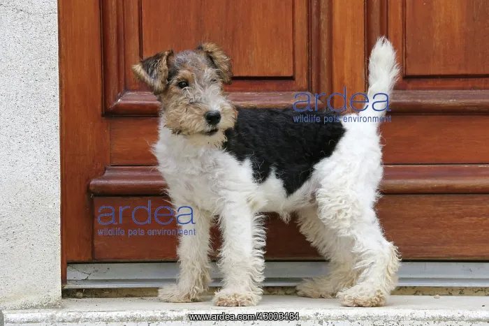 : Dog - Wire-haired / Wirehaired Fox Terrier puppy : Dog - Wire-haired / Wirehaired Fox Terrier puppy